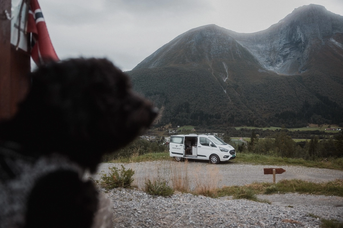 Dog looking at wild camping campervan in Norway