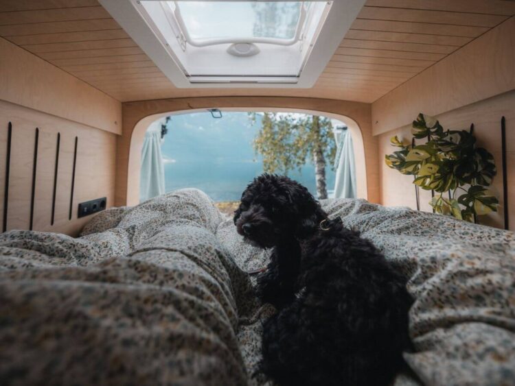 Dog-friendly Camper