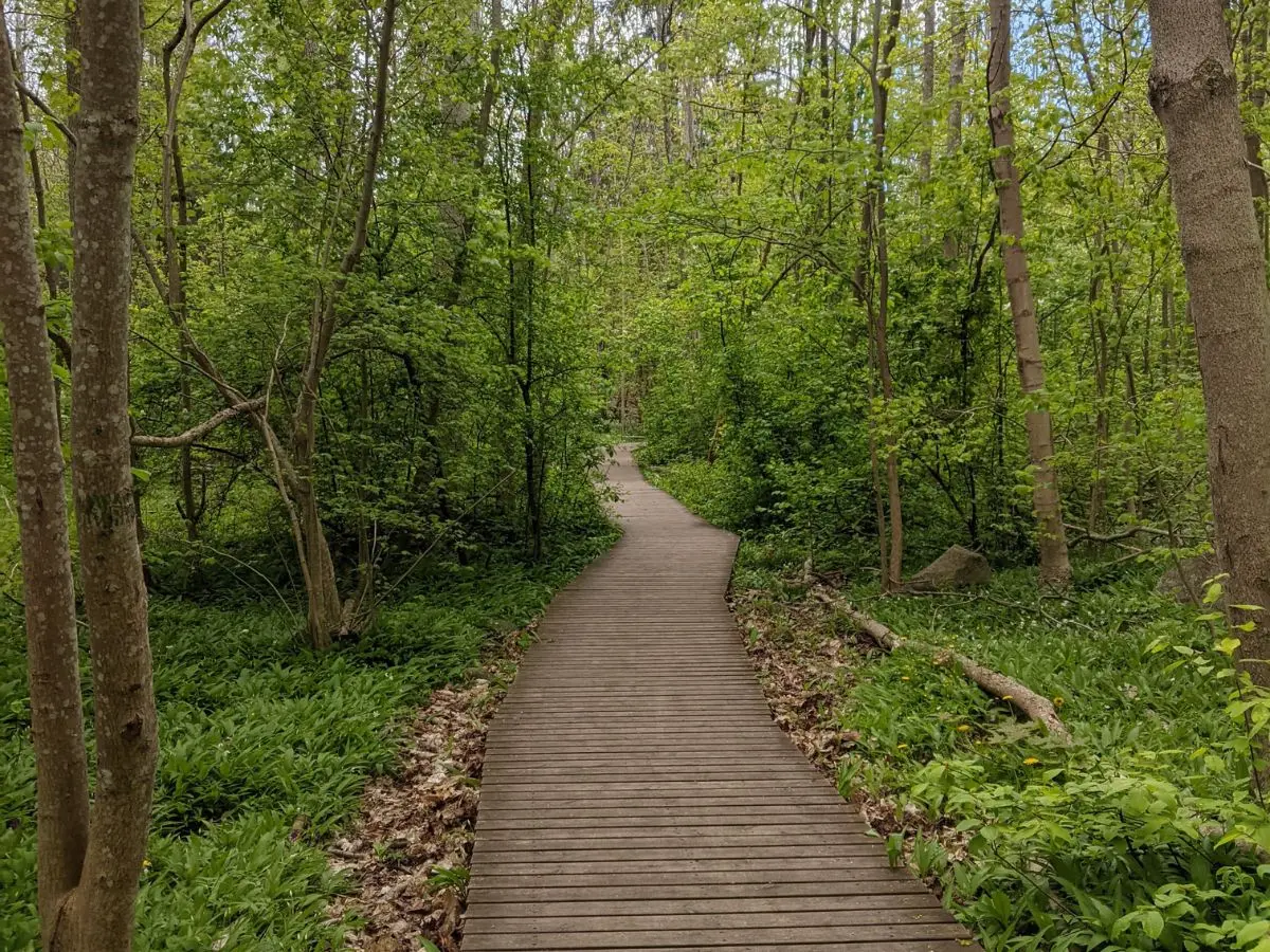 Yxney forest in Sandefjord