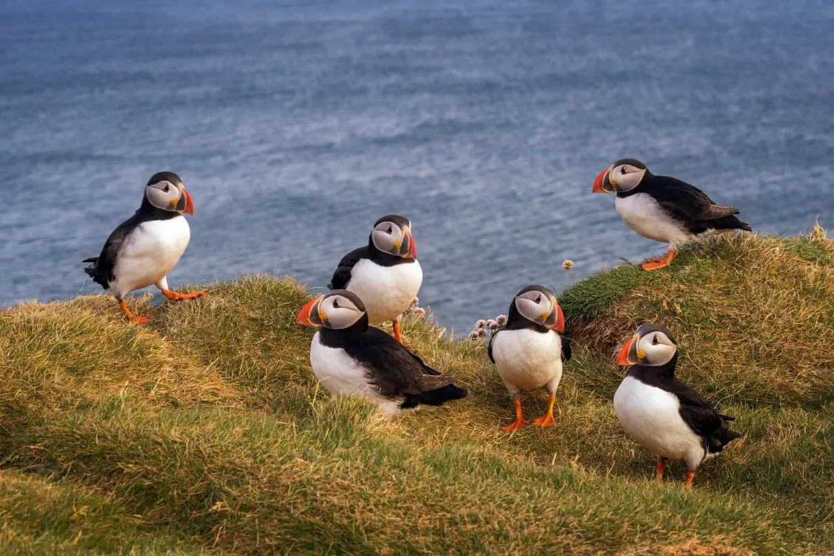 puffins resting on a grass after their return to Runde island in April
